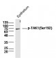 phospho-HSP70 (Tyr41) Rabbit pAb